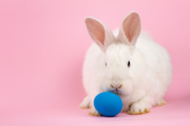 Un petit lapin blanc de Pâques moelleux avec un œuf bleu sur un mur rose pastel.