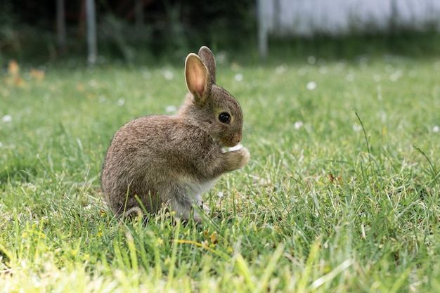 Petit lapin brun assis dans l'herbe sur la pelouse élevage d'animaux