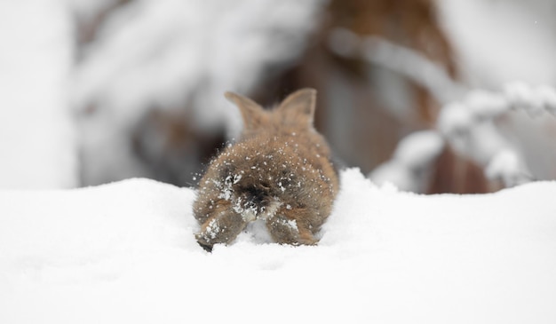 Photo petit lapin brun dans la neige