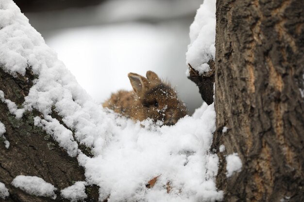 petit lapin brun dans la neige