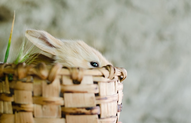 Petit lapin de couleur bonbon dans un panier en bois