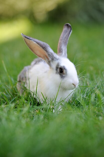 Photo petit lapin dans l'herbe un jour d'été