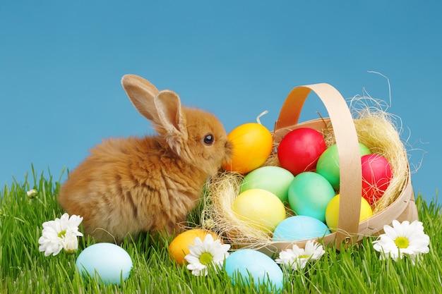 Petit lapin dans un panier avec des oeufs décorés. Concept de vacances de Pâques.