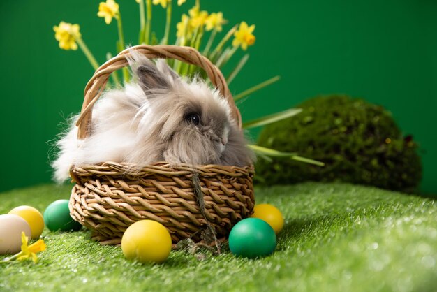 Petit lapin dans le panier avec des oeufs décorés