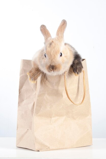 Petit lapin dans un sac en papier