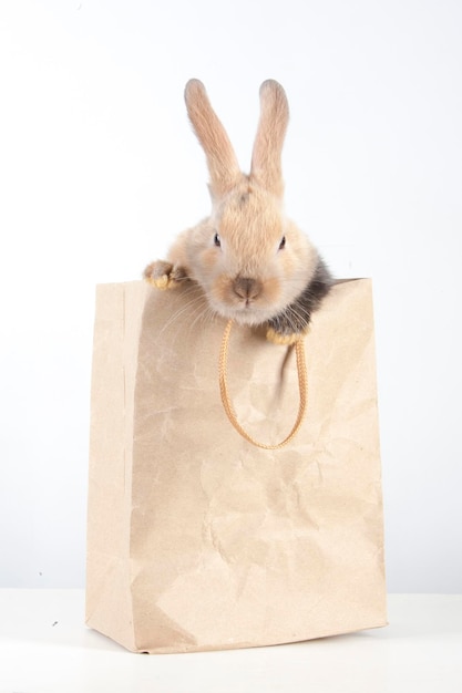 Petit lapin dans un sac en papier