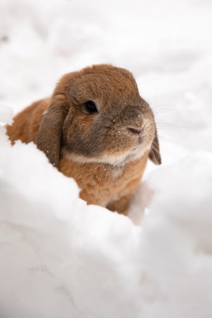 Un petit lapin décoratif de race bélier est assis et creuse un trou. Un lapin mignon sur la neige blanche d'hiver.