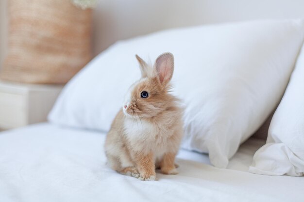 Petit lapin domestique au gingembre. Symbole du lapin de Pâques. Sur du linge de lit blanc