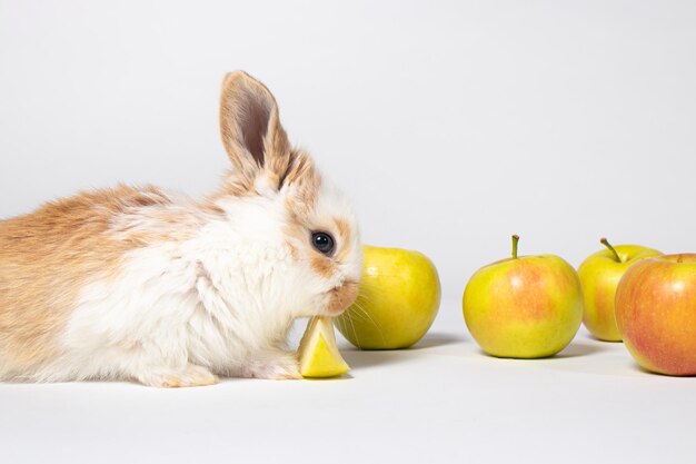 Petit lapin domestique drôle jouer et manger de la pomme sur un fond blanc Nourriture pour les vitamines de lapin de lapin Pour la médecine de la clinique vétérinaire et l'animalerie