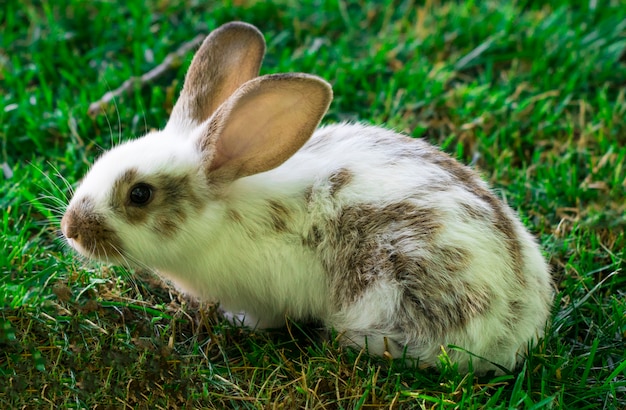 Petit lapin drôle courir sur le terrain en été