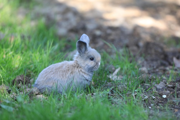petit lapin drôle dans le champ