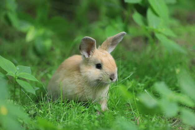 petit lapin drôle dans le champ