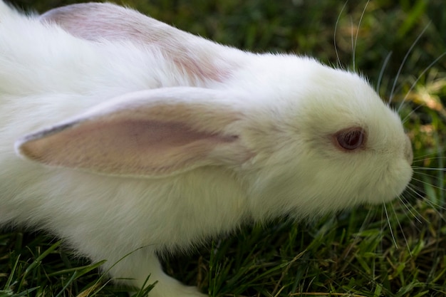 Petit lapin drôle qui court sur le terrain en été.