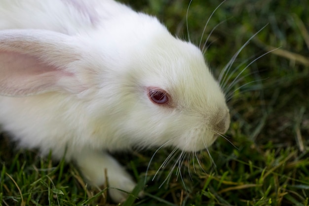 Petit lapin drôle qui court sur le terrain en été.