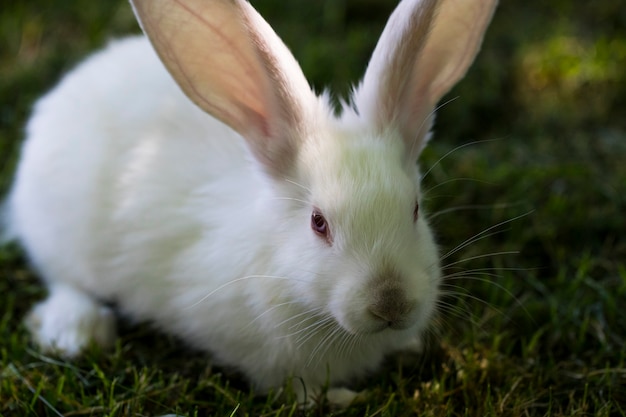 Petit lapin drôle qui court sur le terrain en été.