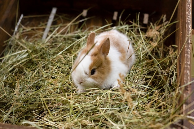 Petit lapin sur foin vert