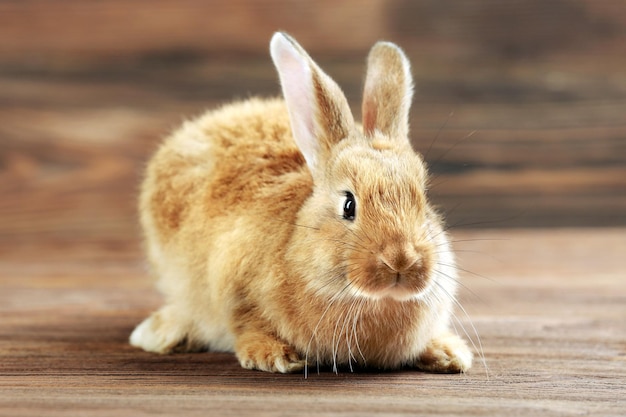 Petit lapin sur fond de bois