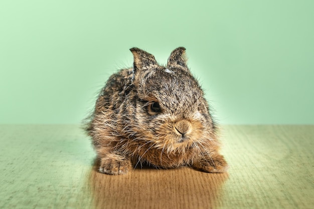 Petit lapin de forêt sur fond rouge et vert