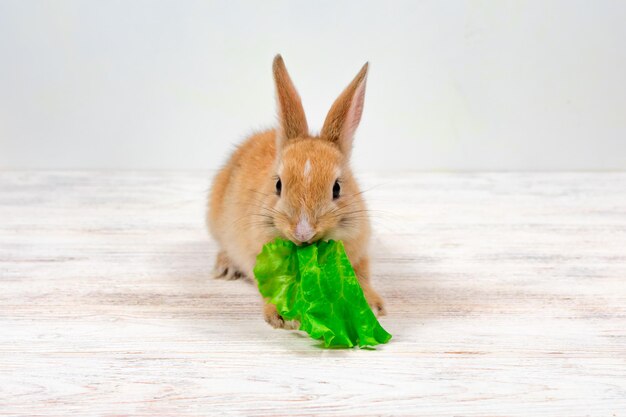 Le petit lapin de gingembre mâche une feuille verte d'herbe sur un fond blanc
