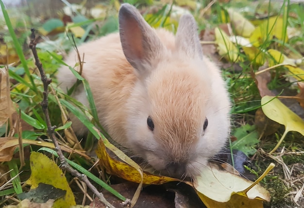 petit lapin gris assis sur l'herbe