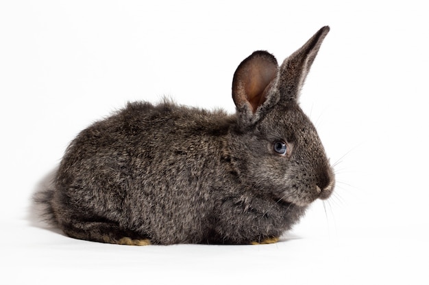 Petit lapin gris moelleux isolé sur mur blanc, lapin. Lièvre pour gros plan sur un mur blanc. un lièvre à oreilles.