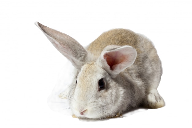 Un petit lapin gris moelleux isolé sur un mur blanc. Lapin pour les vacances de printemps. Vivez beau lièvre pour