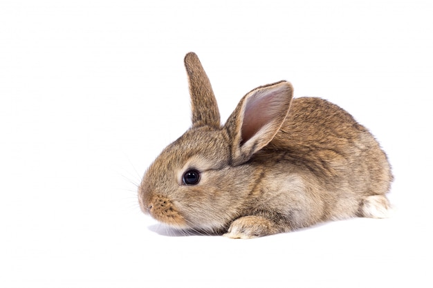 Petit lapin gris moelleux, isoler, lapin de Pâques