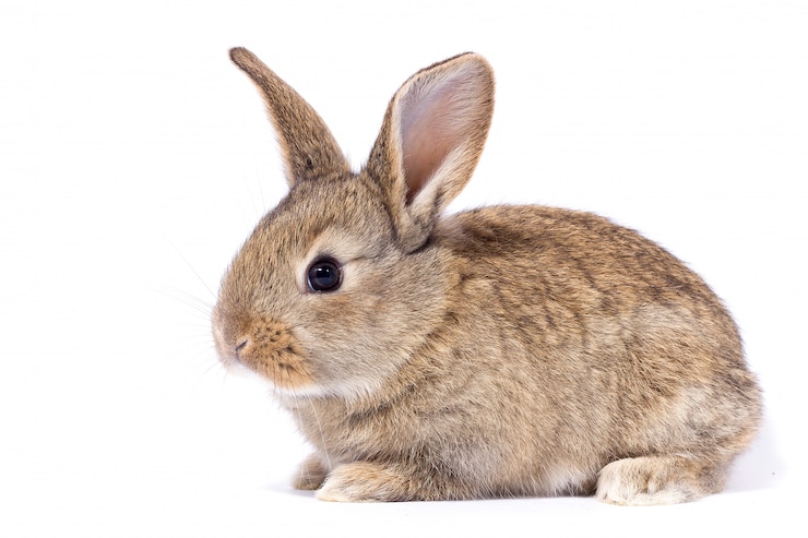 Photo petit lapin gris moelleux, isoler, lapin de pâques
