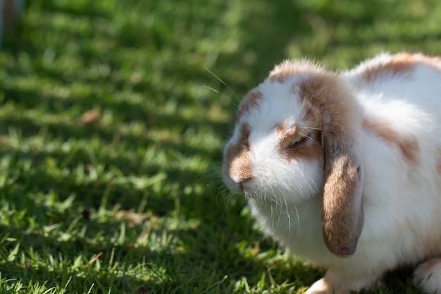 Petit lapin sur l&#39;herbe verte en jour d&#39;été