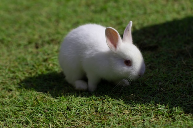 Petit lapin sur l&#39;herbe verte en jour d&#39;été