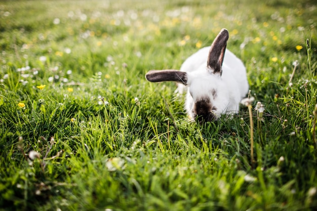 Photo petit lapin sur l'herbe verte en journée d'été