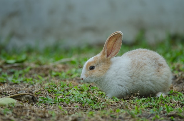 Petit lapin sur l&#39;herbe verte