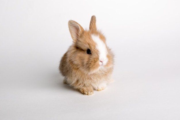 Petit lapin isolé sur blanc