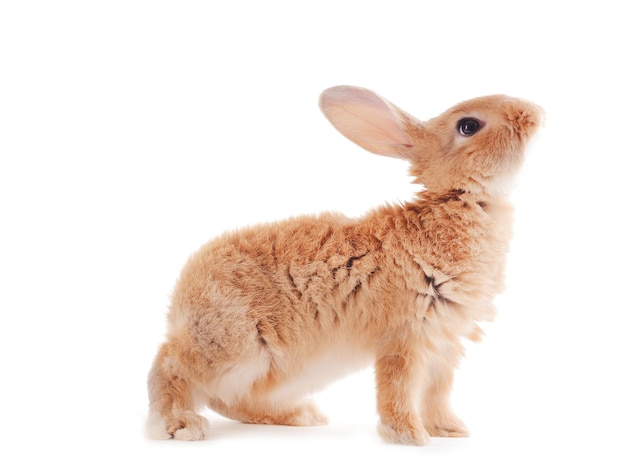 Petit lapin isolé sur blanc