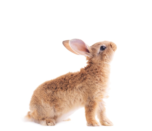 Petit lapin isolé sur blanc