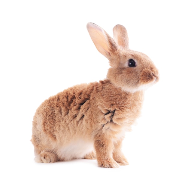 Petit lapin isolé sur le blanc