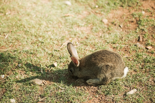 Petit lapin marchant sur le pré mange de l'herbe