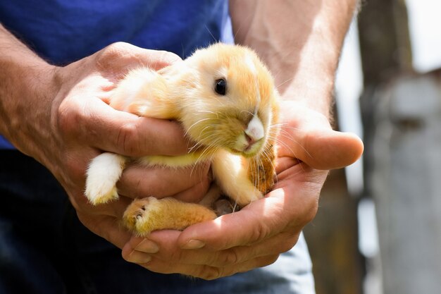 Le petit lapin mignon est entre les mains des hommes.