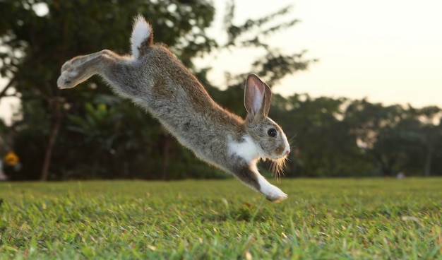 Photo petit lapin mignon qui court sur le terrain en été