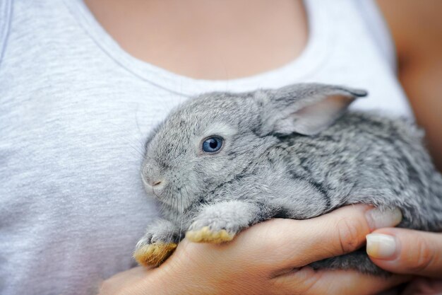 Un petit lapin moelleux est assis sur les mains d'une femme