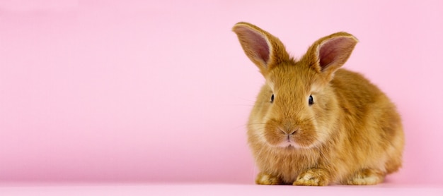 Un petit lapin moelleux sur un mur rose. Vacances de printemps .