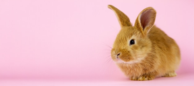 Un petit lapin moelleux sur un mur rose. Vacances de printemps .