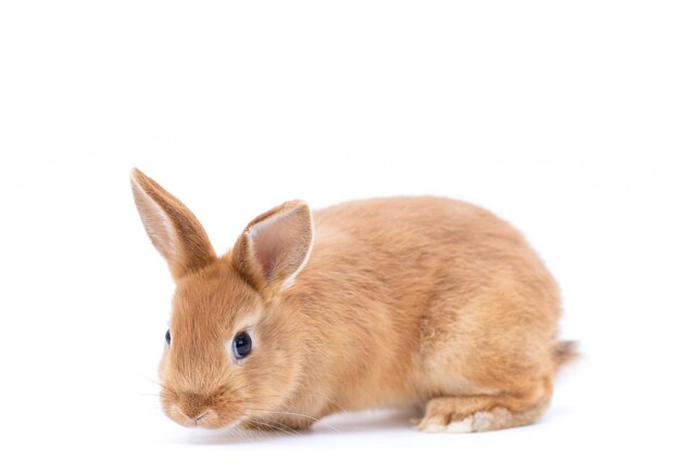 Petit lapin nain isolé sur blanc