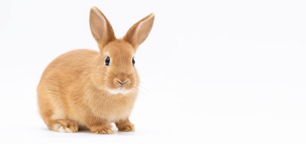 Petit lapin nain isolé sur blanc