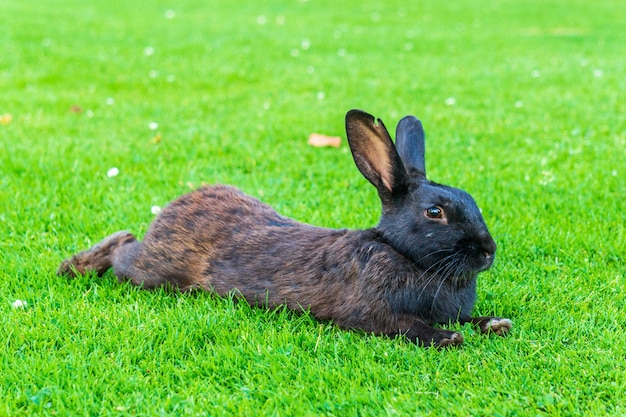 Petit lapin noir sur l'herbe verte mangeant en été célébration de Pâques bel animal de compagnie.