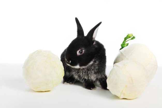 Un petit lapin noir renifle du chou sur un fond blanc isolé