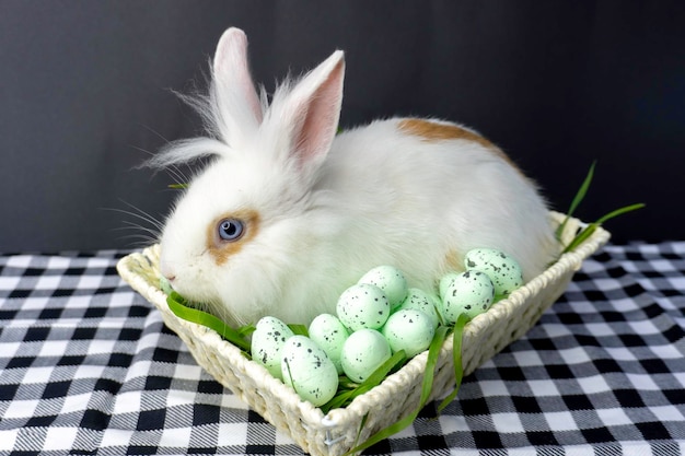 Petit lapin de Pâques dans un panier avec des oeufs décorés