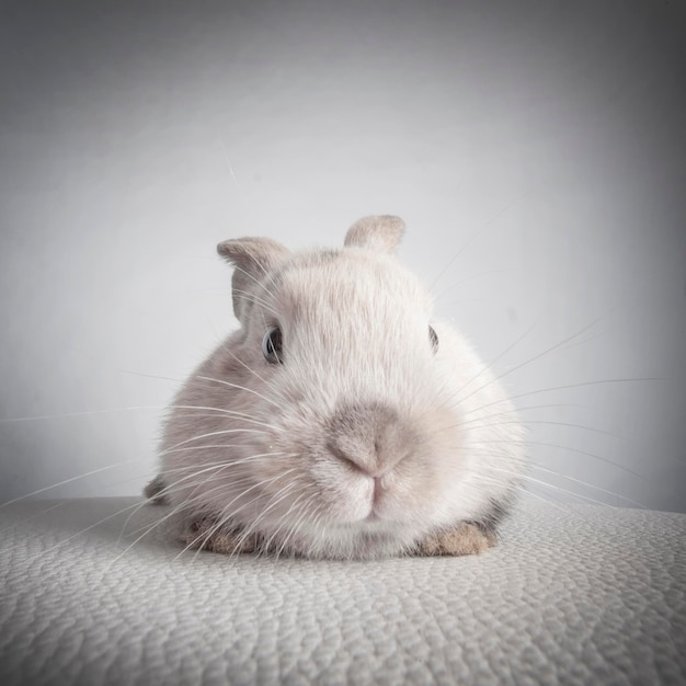 Petit lapin pelucheux blanc