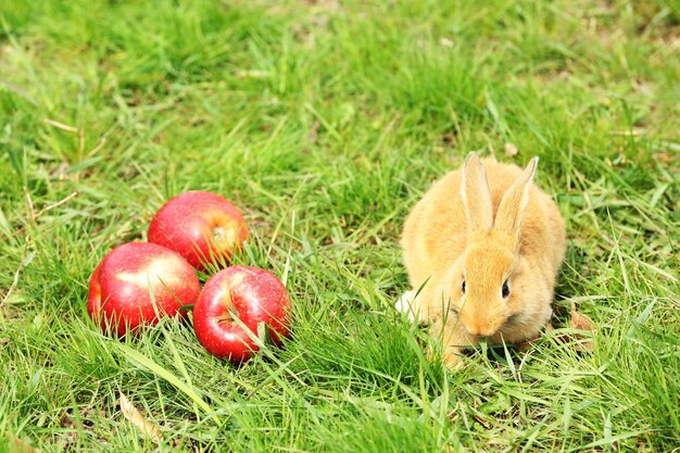 Petit lapin avec pomme en gros plan d'herbe