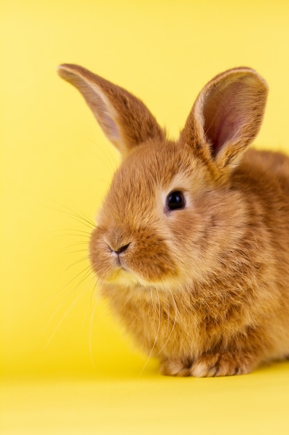 Petit lapin rouge moelleux sur un mur jaune, lapin avec place pour écrire. Gros plan de lapin moelleux sur un mur jaune